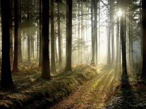 shutterstock_24912262[1]